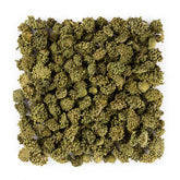 三七花 / 田七花茶 #1207